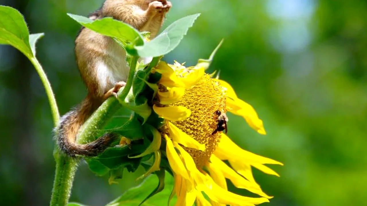 Poziție fermă a ONU în combaterea crizei animalelor pe cale de dispariție: „Biodiversitatea se deteriorează continuu!