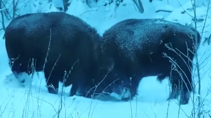 Imagini unicat cu zimbri în libertate filmate în Parcul Natural Vânători Neamț VIDEO
