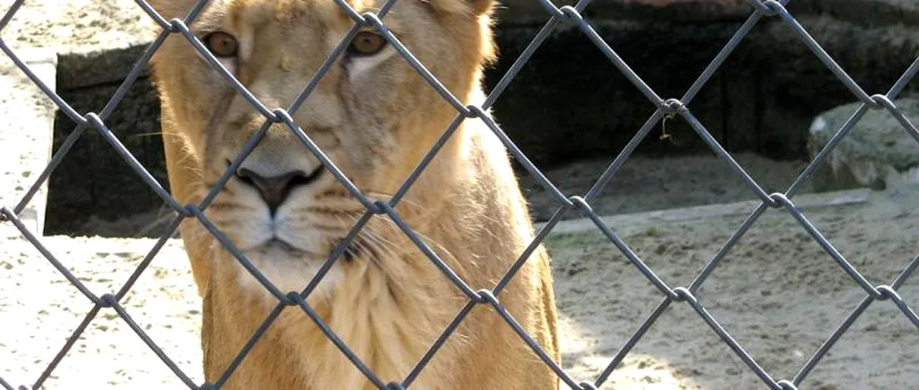 Un copil de 11 ani a fost rănit de o leoaică la Parcul Zoo din Rădăuți. Poliția a deschis o anchetă