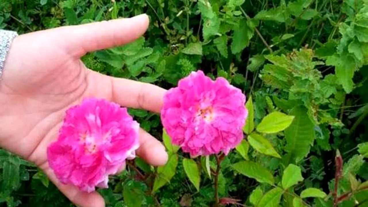 Au renunțat la joburile din SUA și Spania și au venit în România să cultive trandafiri. De ce este atât de profitabil acest tip de cultură