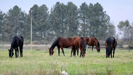 Puya arată filmarea care îngrozește România. 40 de cai legați, ținuți în ger și mizerie pe malul unui lac! Unde s-a întâmplat (VIDEO)