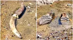 Descoperire spectaculoasă la granița României: oasele unui mamut vechi de 10.000 de ani, găsite după scăderea istorică a nivelului Dunării