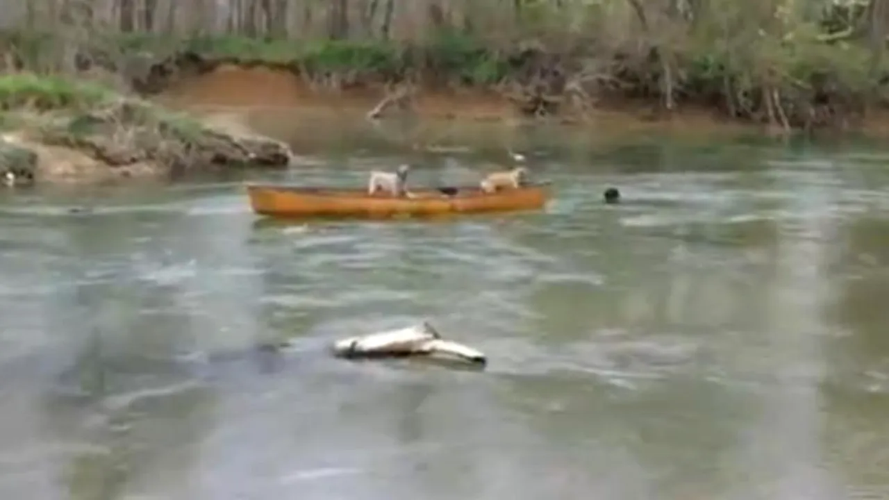 VIDEO. Cum își salvează un câine doi prieteni din mijlocul apei