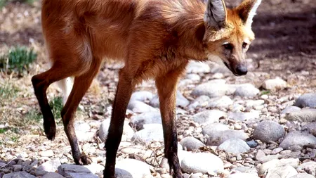 Cercetătorii brazilieni vor să cloneze opt specii pe cale de dispariție