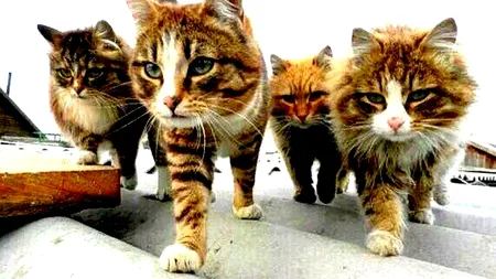 O nouă formă de solidaritate ia cu asalt rețelele sociale. Belgia combate alerta teroristă cu poze cu pisici