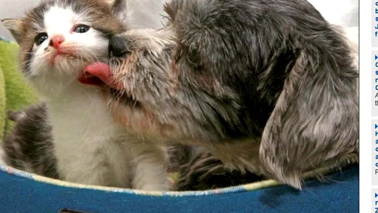 Lecție de iubire. Un shih-tzu a adoptat o pisicuță găsită abandonată într-o râpă