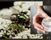 Ingredientul banal din bucătărie care îți poate salva curtea de invazia MUȘTELOR. Având proprietăți antifungice, poate extermina toate larvele