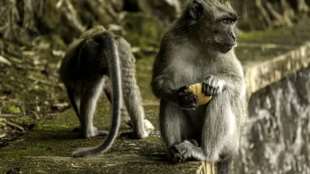 Bebeluș ucis de o maimuță în Tanzania, după ce l-a smuls din brațele mamei sale. Sătenii au agitat și mai mult animalul, încercând să recupereze copilul