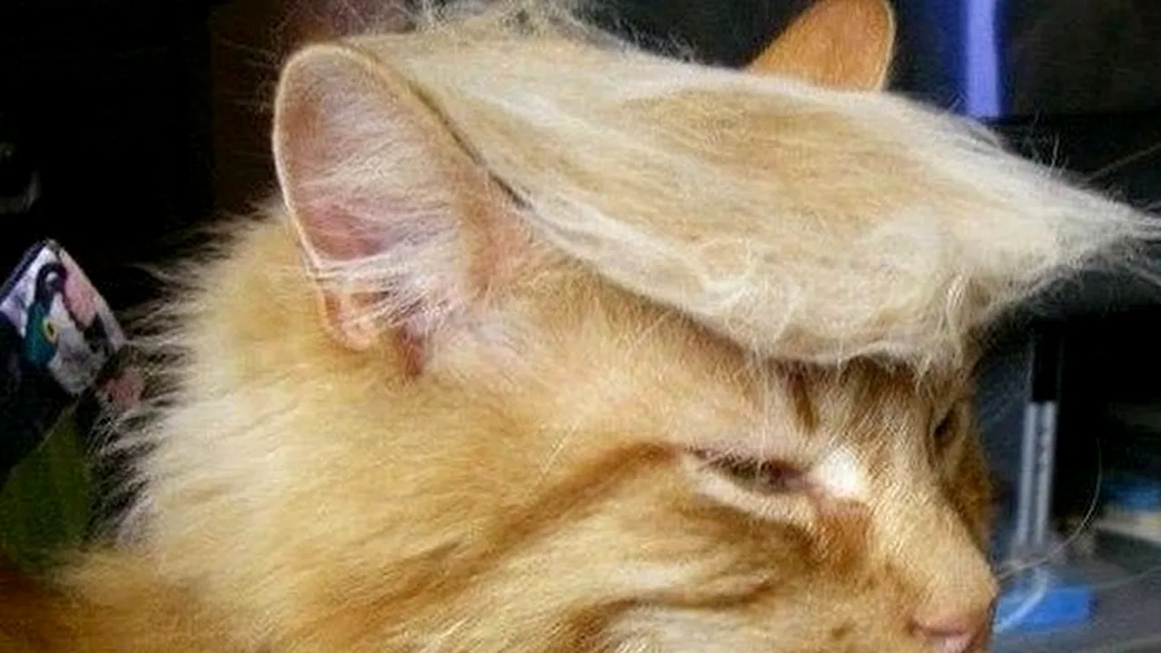 Trump culege roadele strategiei în care a excelat o viață - a pisicii moarte