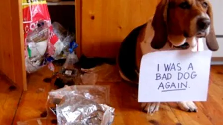 GALERIE FOTO. Câinii care au ajuns pe  