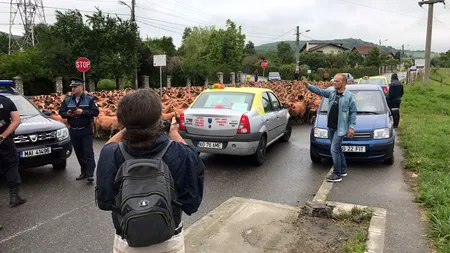 Sute de oi, scoase la protest în Curtea de Argeș. Motivul deciziei inedite
