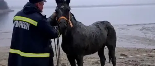 #cugandullaanimale | Salvare inedită demarată de pompierii ISU Argeș: Calul se afundase în solul moale aproape cu tot corpul  - VIDEO 