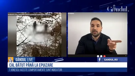 GÂNDUL LIVE. Cruzime fără margini! Un cal este bătut până când nu se mai poate ridica de jos / Tudor Tim Ionescu: „Peste 50% dintre criminalii în serie, inițial au maltratat animale”