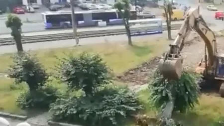 Puteau fi mutați. Mai mulți copaci, care stăteau în calea unei viitoare parcări, au fost smulși din pământ cu excavatorul, la Timișoara - VIDEO