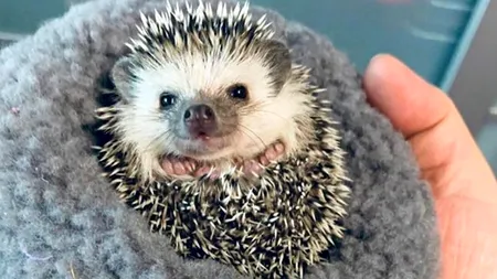 Afacerea genială cu care un sibian s-a îmbogățit. Crește ARICI pitici africani și îi vinde cu 400 lei