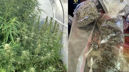 Cum a vrut un sibian să se umple de bani ”din producție proprie”. Sere de CANABIS în curte și frunze de canabis pe umerașe