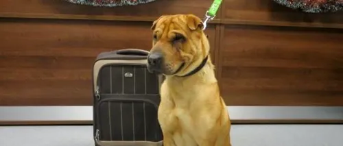 Un câine a fost găsit într-o gară din Scoția, cu o valiză lângă el. Ce se afla în ea