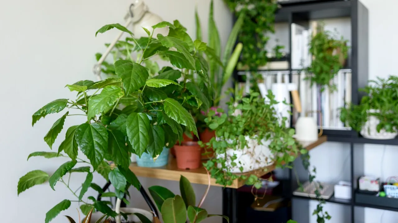 Plantele care purifică aerul din casă, potrivit NASA. Cum se îngrijesc și ce alte beneficii oferă