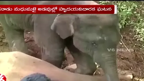 Imagini sfâșietoare: un pui de elefant încearcă să-și trezească mama ucisă
