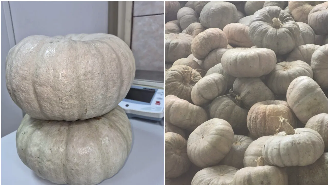 Cel mai dulce dovleac din România, obținut la Dăbuleni. A fost omologat