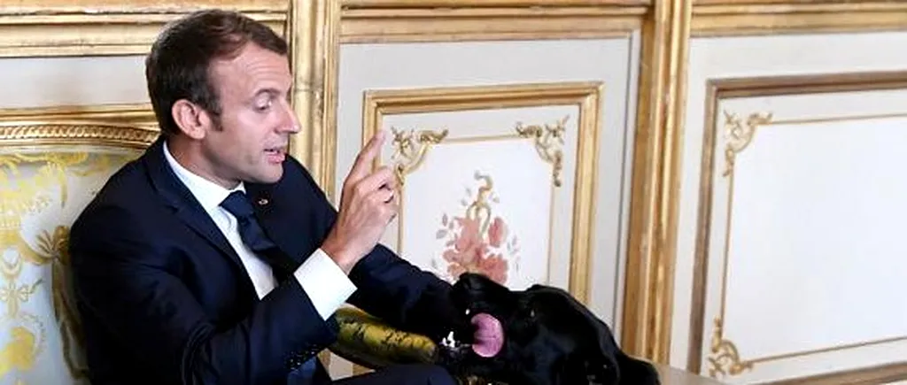 „Primul câine de la Palatul Elysee a încălcat protocolul prezidențial: „Se întâmplă des asta?