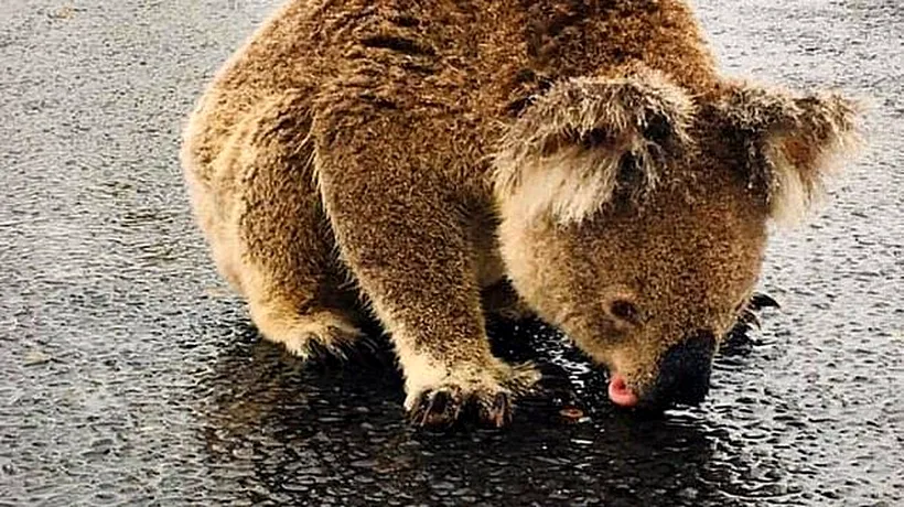 Sfâșietor: Urs koala fotografiat în timp ce bea apă de ploaie de pe o șosea | VIDEO