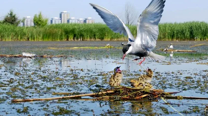 Parcul Natural Văcărești, declarat arie naturală protejată