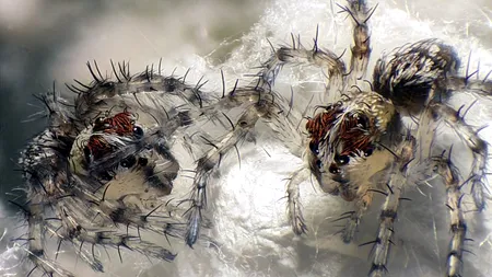 CONCURS DE FOTOGRAFIE. Cele mai mici lucruri din lume, surprinse de obiectiv. GALERIE FOTO.