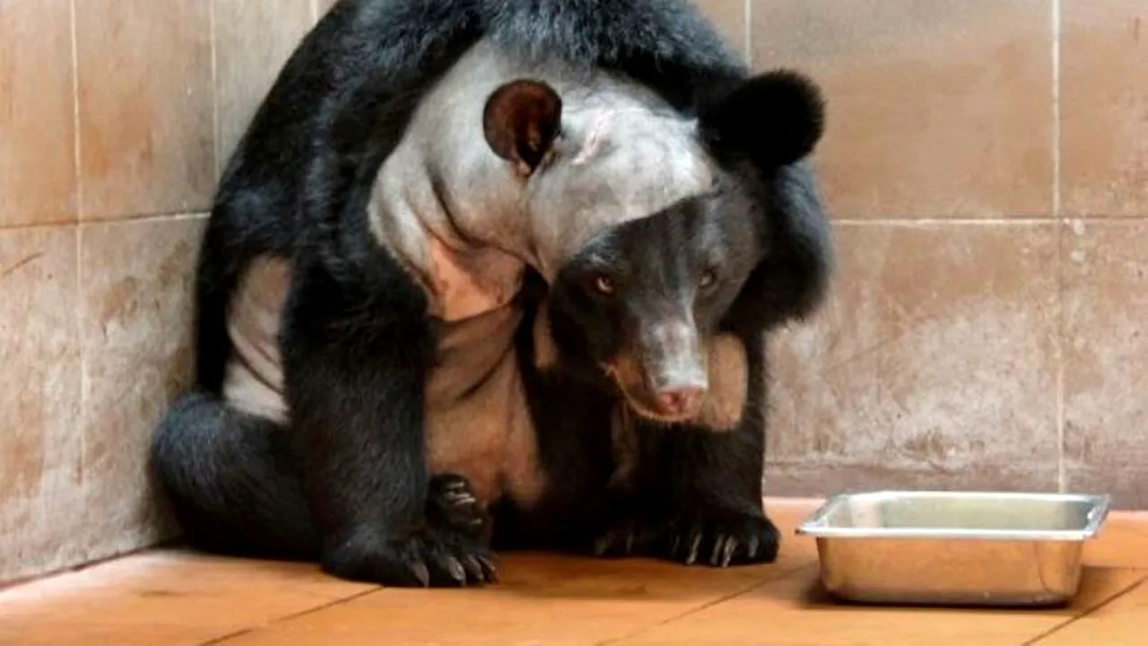 O ursoaică a fost supusă unei operații fără precedent