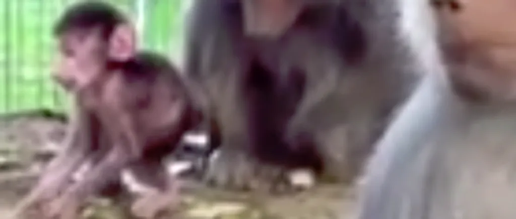 Provocare pe Facebook: Ce nume i-ai da puiului de babuin de la Grădina Zoologică Hunedoara - VIDEO