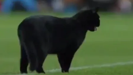 Ea este pisica neagră care a reușit să întrerupă meciul FC Barcelona-Elche. VIDEO