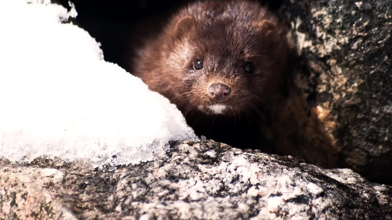 O nouă formă de COVID-19 care a suferit mutații a trecut deja la oameni! Șase țări raportează cazuri de COVID-19 la nurci 