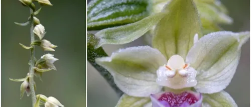 O nouă specie de orhidee a fost descoperită în Munții Bucegi