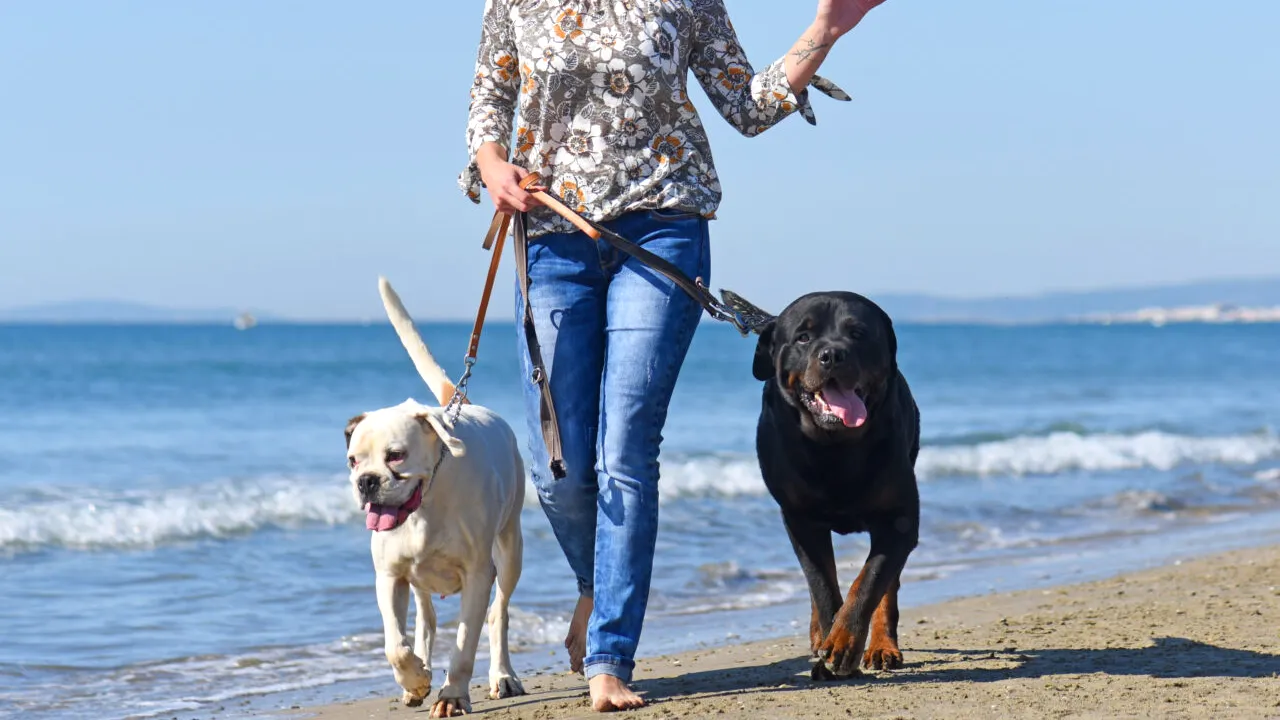 O familie de miliardari din Marea Britanie oferă un SALARIU cu șase cifre pentru postul de dădacă de câini: „Nemaiîntâlnit în industrie”