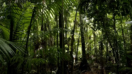 Surpriză: ce face acest român din Târgu Mureș în jungla cambodgiană. E impresionant ce a reușit în mai puțin de 10 ani