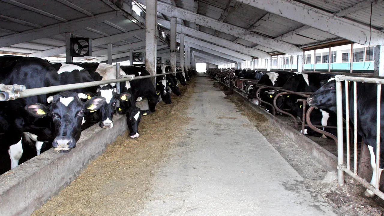 Proiect de lege: Prezența unui medic veterinar pe durata transportului de animale vii către țări terțe UE