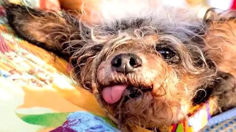 Metisul Scamp the Tramp a câștigat titlul de cel mai urât câine din lume în 2019