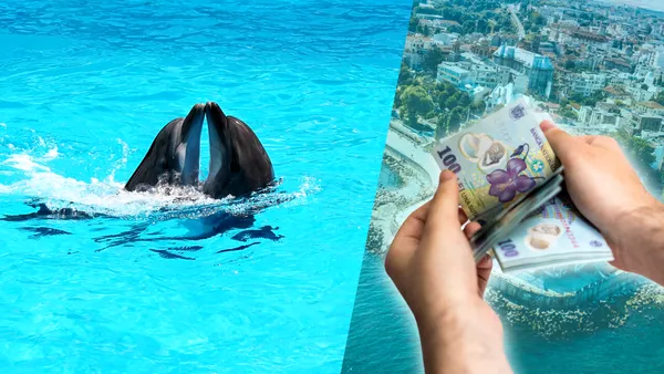 Delfinariul din Constanța, în impas. Reprezentațiile cu un singur delfin nu sunt o opțiune