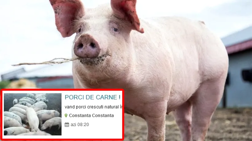 Un bărbat din Constanța și-a scos porcul la VÂNZARE pe Internet. Câți lei cere