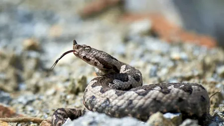 Alertă într-o clădire de birouri din Drobeta Turnu Severin: Un pui de VIPERĂ, descoperit într-o toaletă