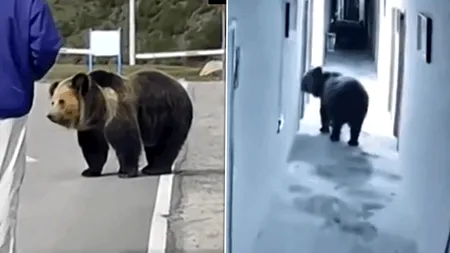 Nu doar noi avem probleme cu urșii. Imagini din Tibet care amintesc de România. Cum forțează un urs intrarea într-o cameră de hotel