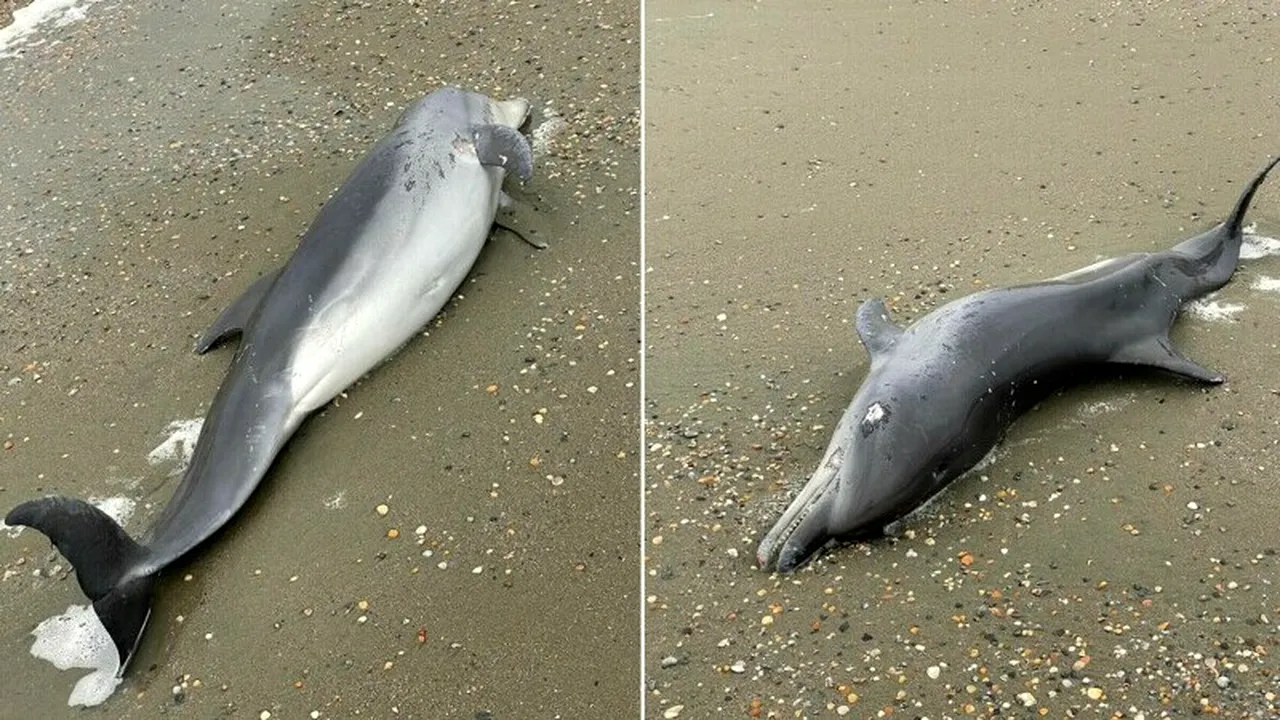 Imagini dezolante! Delfini găsiți morți pe PLAJA din Eforie