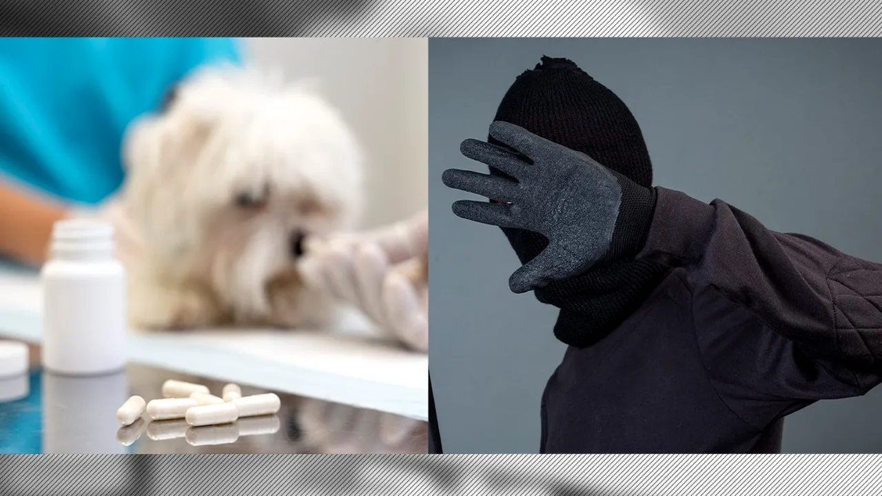 EXCLUSIV | Aflat sub control judiciar, un băiat de bani gata a spart un cabinet veterinar din București pentru a se droga. ”O nevoie disperată”