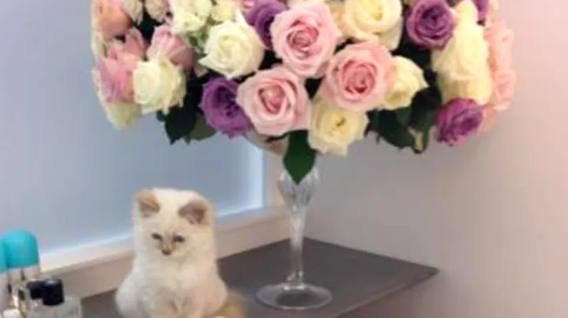 Karl Lagerfeld spune că și-ar dori să se însoare cu pisica lui