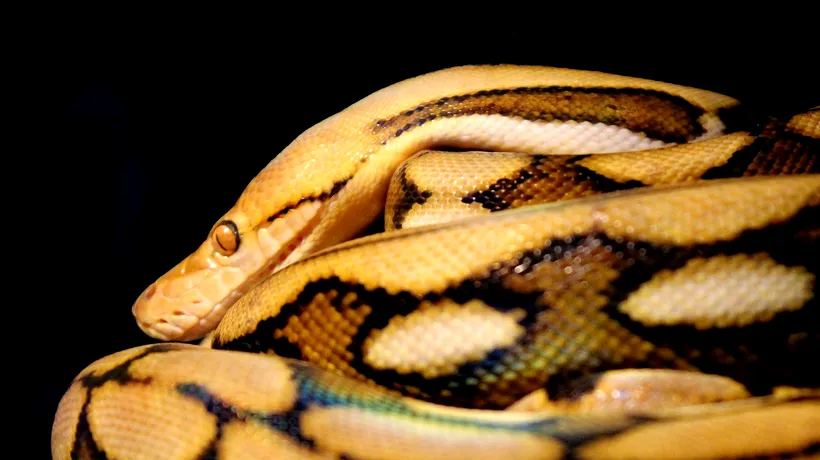 Un șarpe uriaș, care ar putea înghiți un copil, este „fugitiv în Anglia
