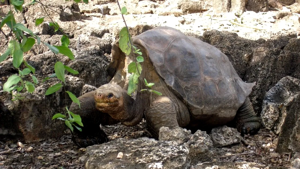 Broasca țestoasă Lonesome George a murit la 100 de ani