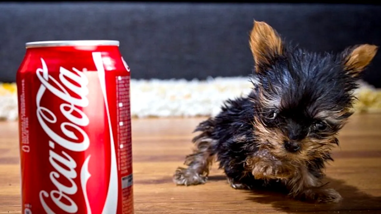 GALERIE FOTO. Meysi, câinele care are dimensiunile unei doze de suc, ar putea intra în Cartea Recordurilor