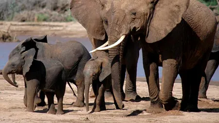 Pe cât sunt de mari, pe atât sunt de fricoși. Elefanții se tem de unele dintre cele mai mici vietăți de pe Pământ