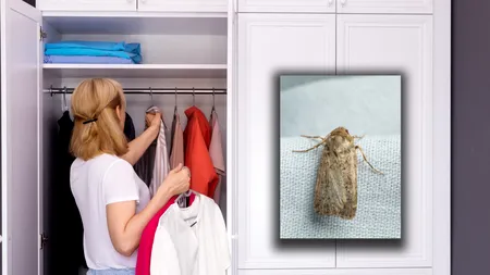 Trucul care te ajută să scapi de moliile din dulap. Te costă sub 10 lei