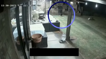 VIDEO | Momentul când o pisică salvează un câine de dimensiuni mici, atacat de doi coioți